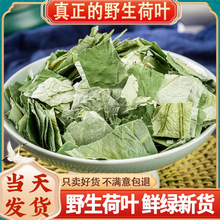 微山湖荷叶茶荷叶片500g野生新鲜中药材干荷叶片泡水冬瓜皮荷叶茶