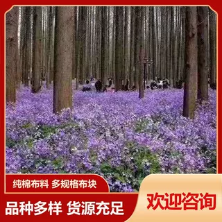 二月兰小苗营养杯苗 多年生时令草花 工程造景花海绿化二月兰盆栽