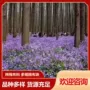 多年生花海绿化盆栽小苗