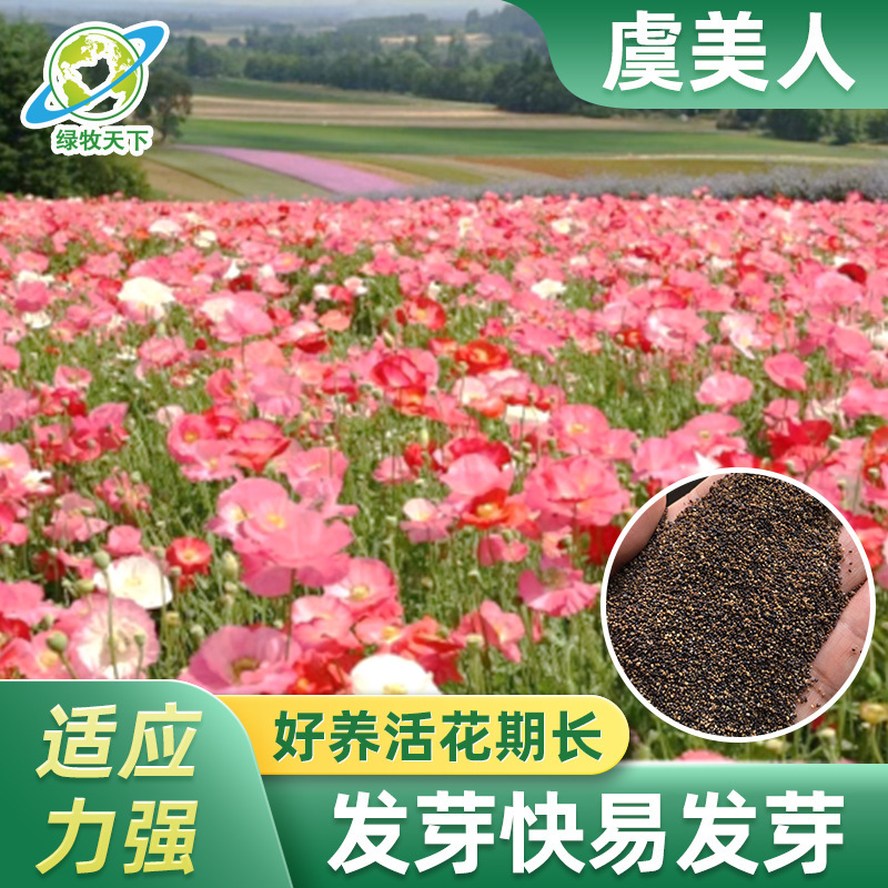 虞美人组合花种子格桑花波斯菊百日草太阳花石竹向日葵家庭园艺