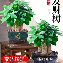 发财树盆栽客厅办公室内桌面绿植步步高三杆小树开业送礼盆景