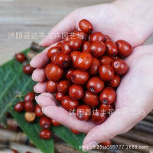���lɳ���N�Ӵ����y�������������yѿ���޻��������·N�|���r��