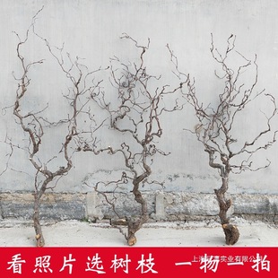 �U���֦�[����������ԭľ���bڒ��ֲ���������֦�ָб���