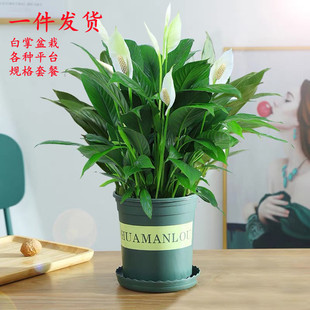 ��������һ���L�ˮ��ֲ���҃Ⱥ��B���ܴ���Gֲˮ�B�t���ļ��_��