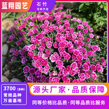 ����ʯ��N���̨���Ծ��^�G��������Ůʯ��N���r�л����ܷN��