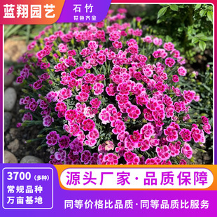 3inch Dianthus Seeds Balcony Potted Landscape Greening Flower Seeds Girly Dianthus Seeds Fresh Cut Flowers Flower Seeds