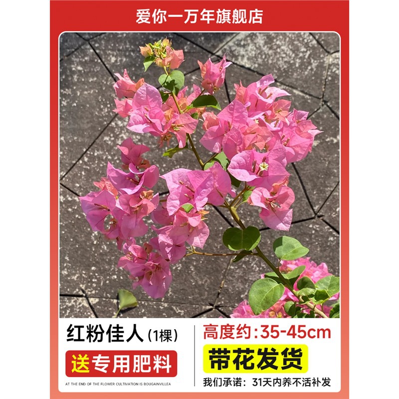 부겐빌레아 : 레드 핑크 뷰티 대형 모종 [꽃과 함께 배송] + 비료