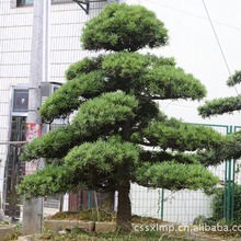 �_�h�ɘ���r�񃞻� ���G��ľ�_�h�ɘ� 10-12�����_�h������