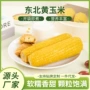 东北代发加热即食糯玉米
