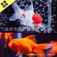 ��ˮ�ݽ��^�p�~С���~���B�ͻ�С�~�B�����ԁ�ˮ���~�\�������ȫ