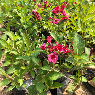 Base Wholesale Flower Shrub Seedlings Red Prince Brocade Seedlings Red Prince Brocade Flower Courtyard Greening Potted Ground Planting