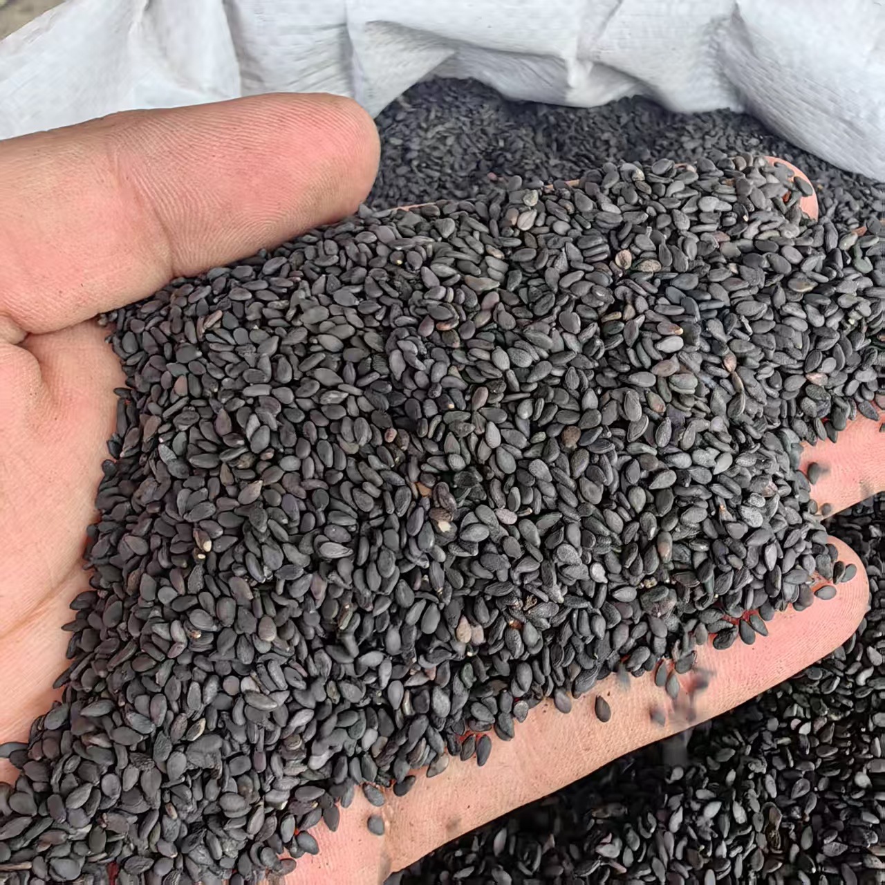 Black Sesame Seeds Hei Zhi Ma 500g Ready to Eat Plump Dried Seeds key features