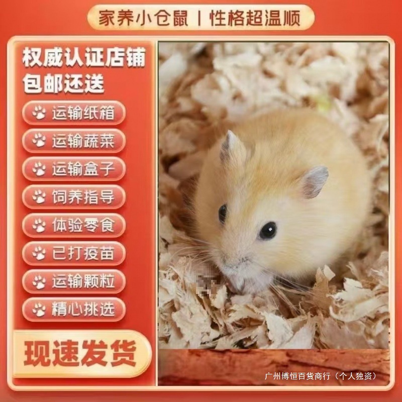 包活金丝熊可爱精品幼崽家养紫仓一对三线布丁银狐情侣小仓鼠便宜