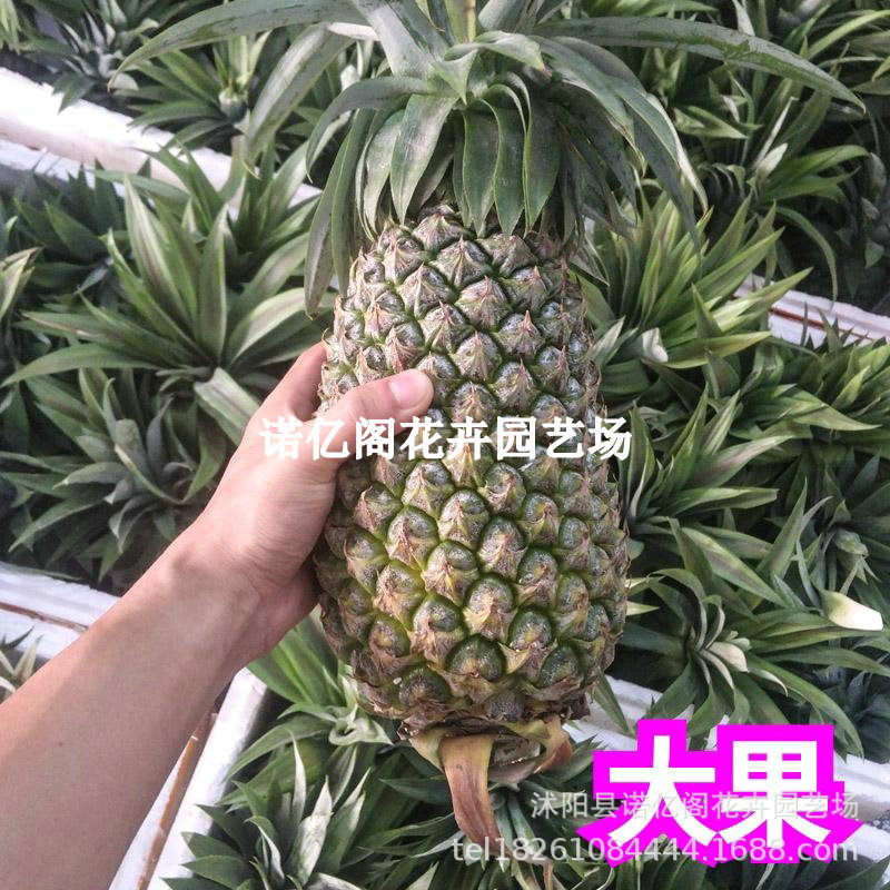 现货地菠萝苗金钻凤梨苗甜蜜蜜西瓜凤梨树苗室内阳台盆栽种植果树