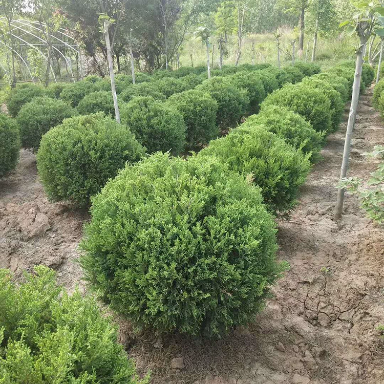 Шары кипариса, саженцы кипариса, кустарниковый кипарис, ландшафтные саженцы, маленькие шары кипариса, кипарисы с полными характеристиками