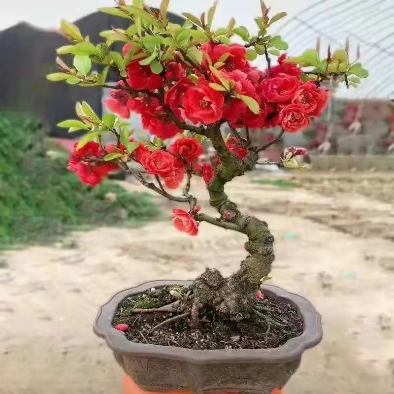 /O1CN01tT38wf29WrfDJ4Olm_!!2219372428076-0-cib.jpg?x-oss-process=image/format,png