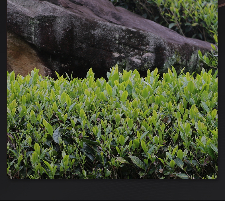 岩茶下半部分_02