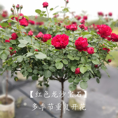 클래식 레드 롱샤 보석 (폭발 추천) 큰 꽃 Baozi로 연 가치