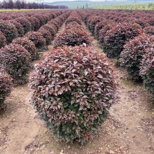 ���� �t�~���� ��֦�t�~���� �t�~����� �t�~�����͘� �L����