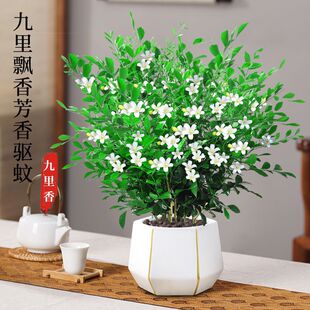 ��÷��þ����������ļ��_����ֲ��������ǧ���ۘ����҃Ȼ��Gֲ