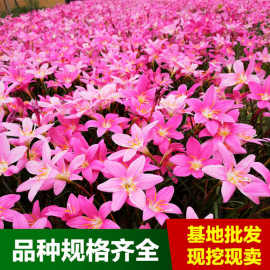 批发红花韭兰球根风雨兰葱兰价格大花葱兰韭兰图片