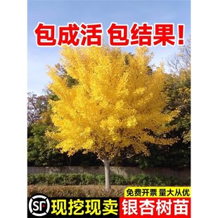 �y�Ә�������Խ��~�׹��ϱ�������e��ͥԺ�G���L��������е���