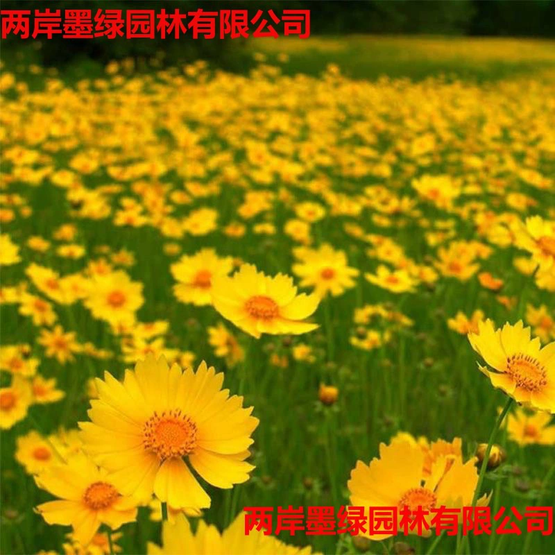 Семена коропсиса - многолетние многолетние корни, которые легко выращивать в любое время года, ландшафтные цветочные блоки морского цвета, большие цветы в период цветения, семена цветов коропсиса.