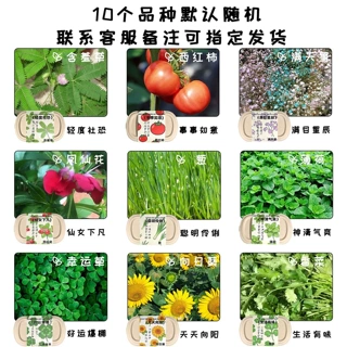 儿童种植盆栽种子薄荷小番茄土培生菜学生生长观察套装香菜小葱