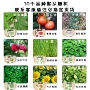 儿童学生生长盆栽种子