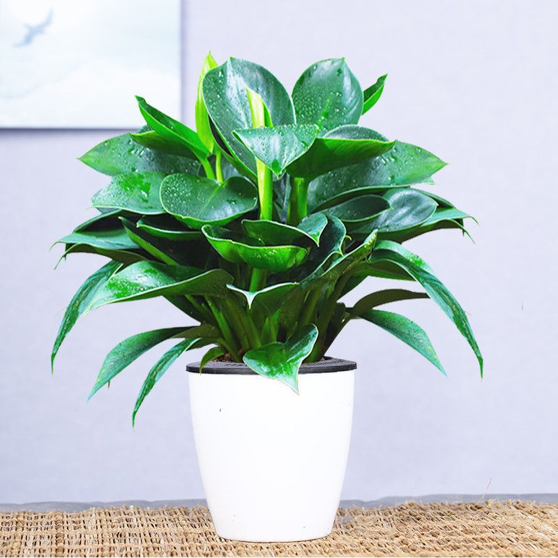 골든다이아몬드 25-30cm 3그루(게으른 화분) + 영양액