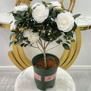 ��ɽ�軨���Ԏ������|������ɫɽ�軨�����ļ��҃Ȼ����̨���B��