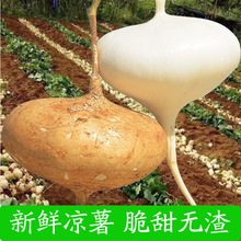 �F�ݛ������r�F�ڰ׵ع��}������r���خa�����ЋDˮ��ɳ��������