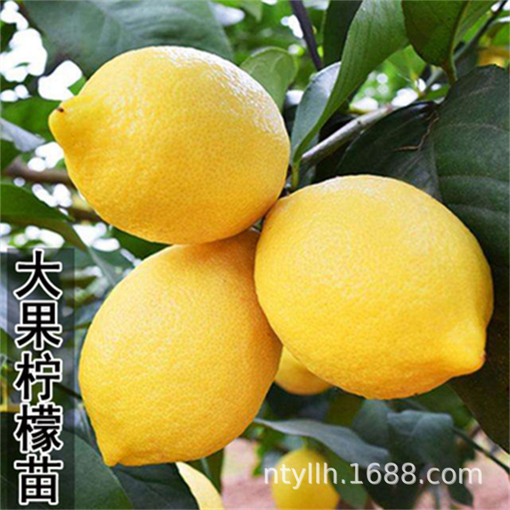 四季食用柠檬活苗无籽台湾香水柠檬树苗盆栽庭院南北方种植优力克