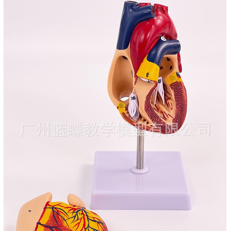 1:1��������ģ�� B���ʳ��� ѭ��ϵͳ���ڿ�������ʽ�ѧģ��ҽѧ