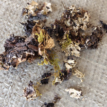 ���l ʯ�� �黨 ����  ɢ�b�Q��