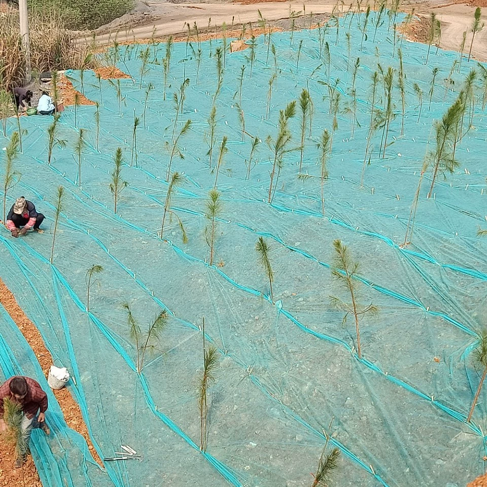 202 гектара зеленых лугов, посаженных семенами травы, с покрытием из нетканого материала для защиты от влаги и строительства на болотах, покрытых сосной.