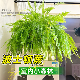 Boston Fern Potted Hanging Fern Plant High-End Living Room Office Green Plant Indoor Easy to Maintain in All Seasons