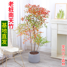 �������������Դ����Ϙ��Gֲ�辰�҃��̨ͥԺ�쾰�ļ����B�ͺ�