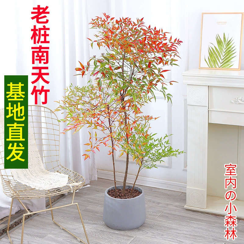 Пламя Nantianthus горшок большой старый ворс зеленое растение бонсай крытый балкон двор озеленение Four Seasons Хорошая морозостойкость