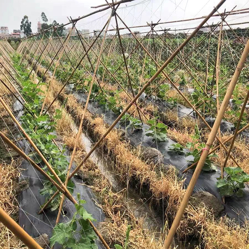 Planta de escalada Red de vid reforzada plantación de nylon red bálsamo pera frijol pepino colgando melón Yam Loofah escalada Net