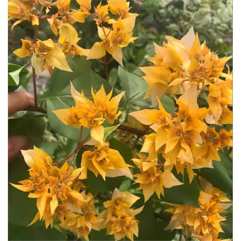 9.9 Flores frecuentes variedades de ciruela triangular en maceta jardín de plántulas es bueno para alimentar las plantas de vid de flores image 37
