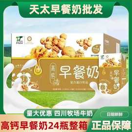 天太乳业高钙核桃早餐奶250ml装过节送礼饮品饮料24盒整箱批发