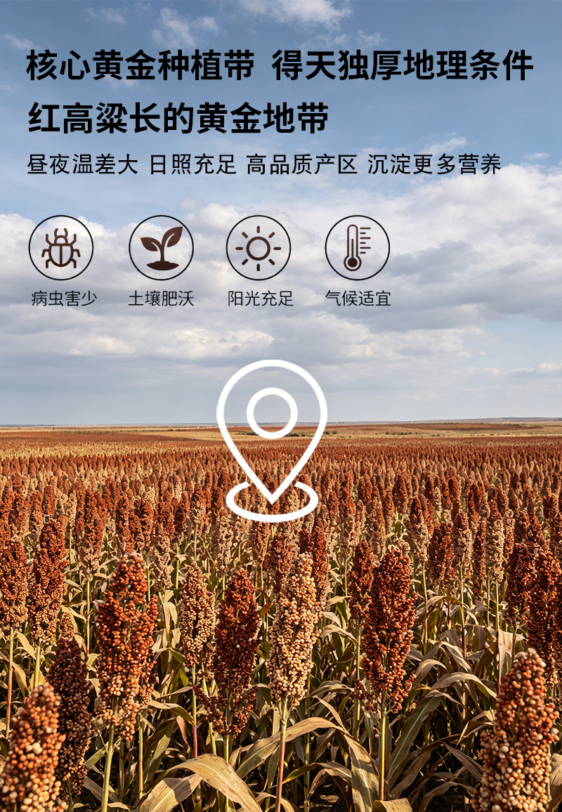 Cooked Red Sorghum Rice Hong Liang Mi Hulled Whole Grain for Porridge Congee and Milling Bulk 25kg Bag preparation