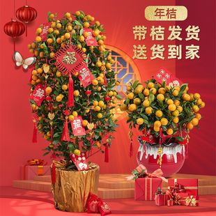 ������Ԏ��������������_�I���w�ļ��۴�����ɰ�ٿ͏d��ۘ�羳