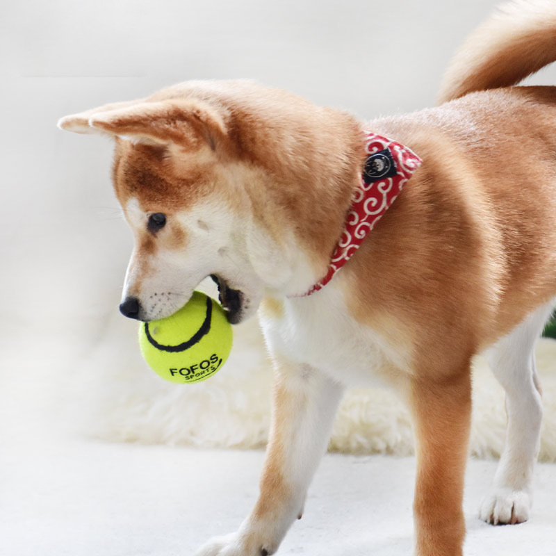 TB15arkKbY1gK0jSZTEL6RDQVXa