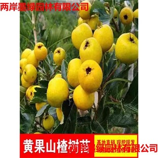 ɽ高������Ʒ�N�S��ɽ高�����ɽ�����Ϸ������Nֲˮ�������