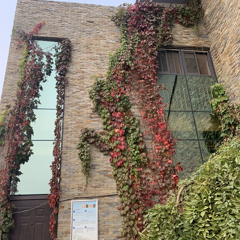 Партеноцисс Лиана Сеялка Пять листьев Диджин Пять листьев Восхождение по стенам Мастер Солнцезащитный козырек Охлаждающая Лиана