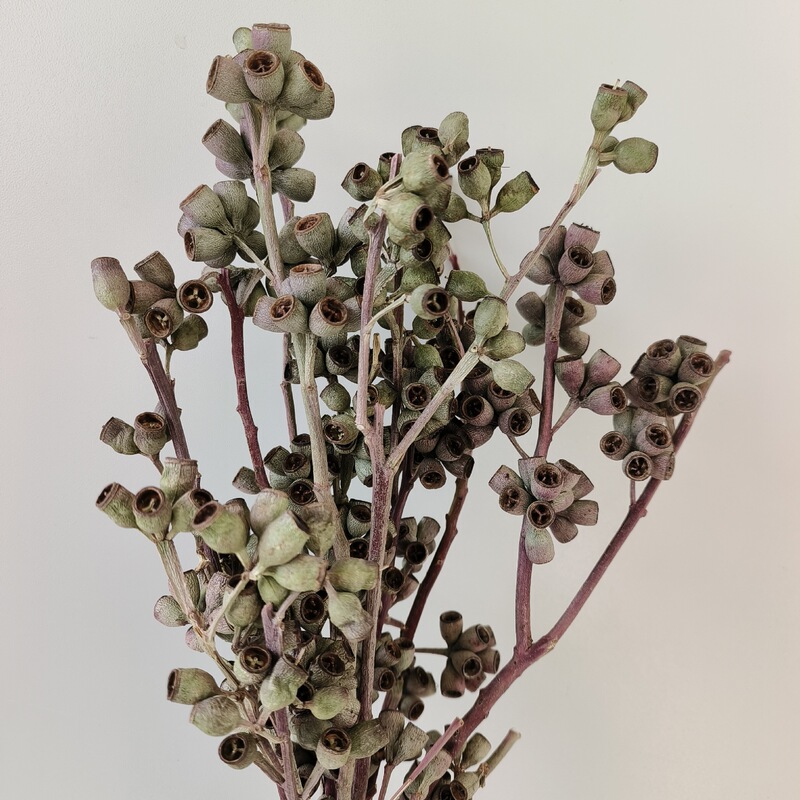 Zombie Fruit Dried Flowers Eucalyptus Fruit DIY Homestay Ornaments Natural Fruit Group Building Activities Dried Flowers bouquet