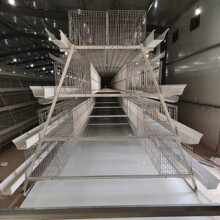 大小全自助阶梯式蛋鸡笼养鸡设备蛋鸡笼自动清粪喂料外贸可采购
