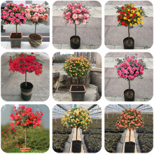 ����¼������ǸߗU�¼�����ͥԺ¶ֲ̨����Nޱ������ֲ������